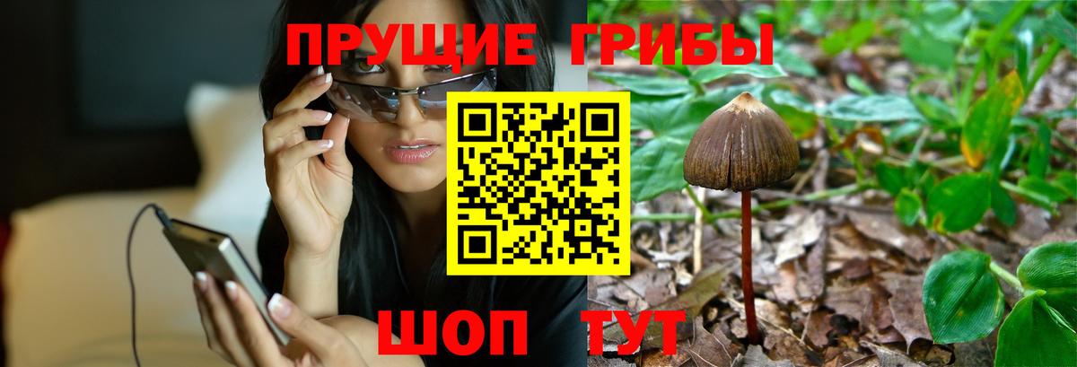 Псилоцибиновые грибы Cubensis  Вход с VPN  Дзержинский 
